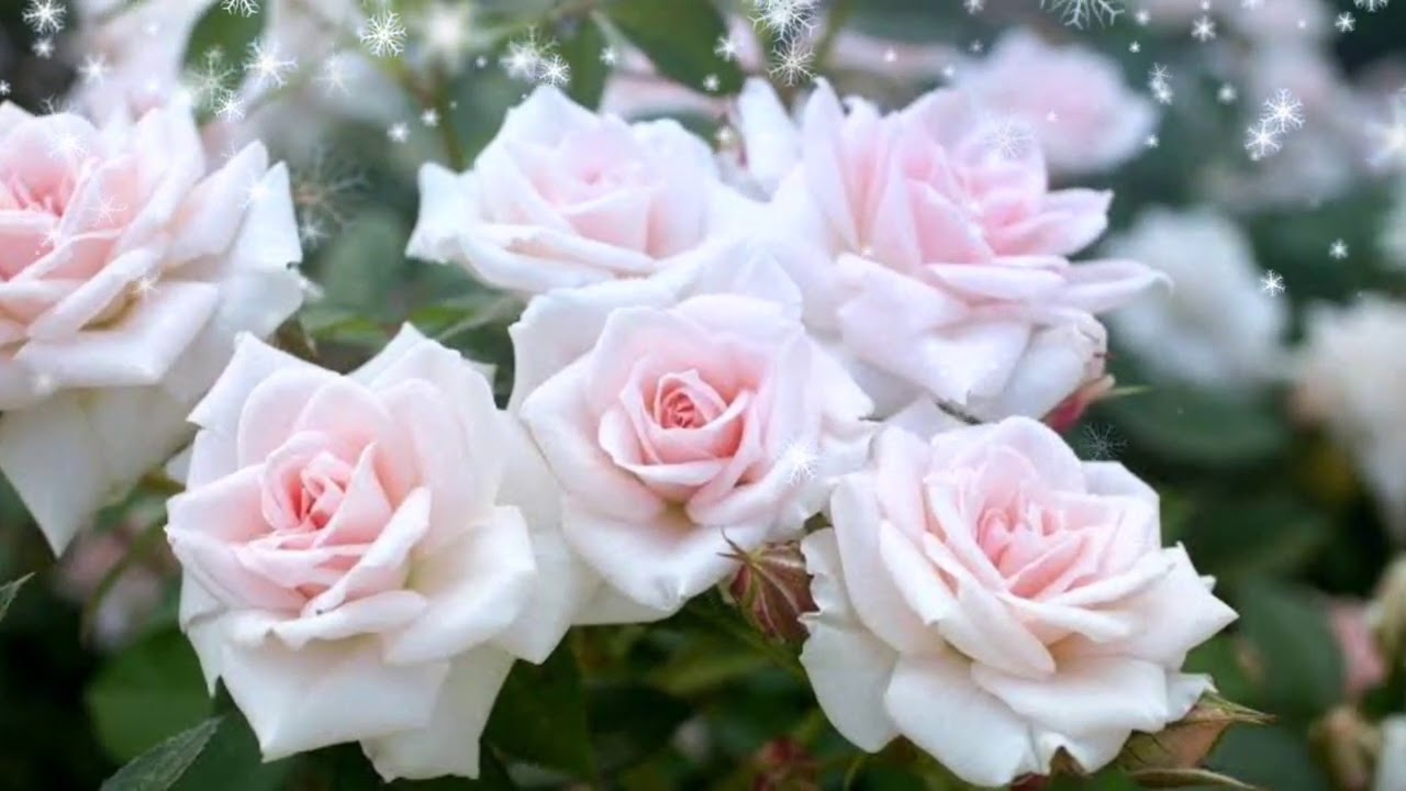 Beautiful and blossom of flowers ️ roses YouTube