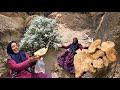 🍄 Finding Giant Wild Mushrooms in the Zagros | Joy and Celebration in Nomadic Life