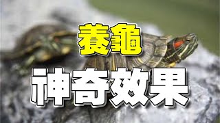 養龜風水| 家中養龜吉利嗎？其實它還有「奇效」哦！| 家居風水 ... 