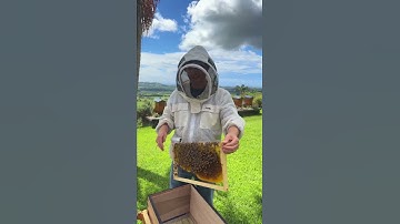 Is your hive hungry?