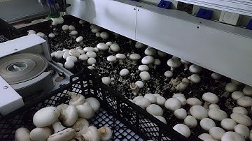 Mushroom Picking Robot by Reest - June 2020