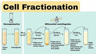 cell fractionation