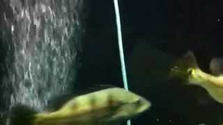 PB 11032013
