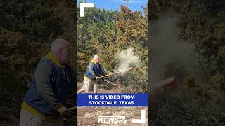 Video shows clouds of cedar pollen rising from trees, causing misery to allergy sufferers #shorts