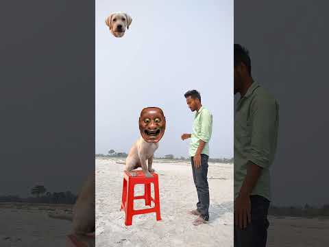 Video: Kenali Meme Anjing Anda