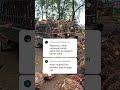 Memang aneh netizen +62 Bosque 🤔🤔🤔 #sawit #palmoil #hargasawit #petani #petanisawit