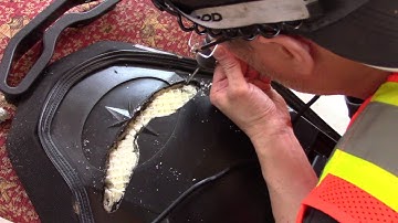 Dragon Fire Harness inserts