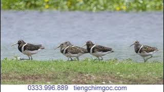 Tiếng Chim Nhát hoa Trống Mái Chuẩn 1 | 0333996889 | Tieng chim goc 155
