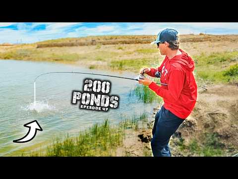 This Pond Lure Actually Worked?? ("200 Ponds" Ep. 47)