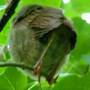 Baby Cardinal