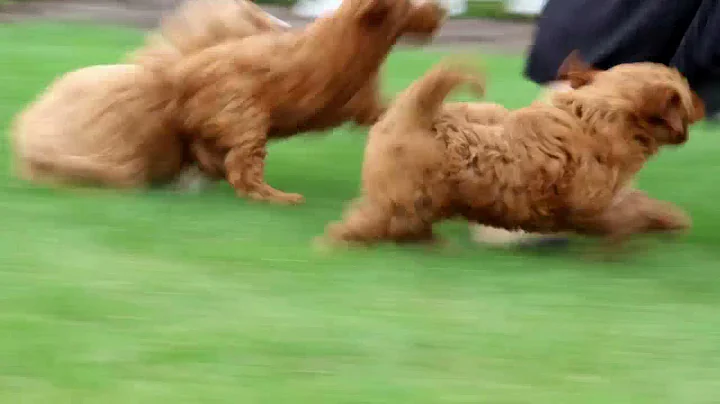 Miniature Goldendoodle Puppies For Sale Dave & Ros...