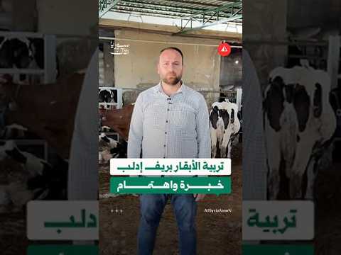 أبو علي يطلق مشروعا لتربية الأبقار بمعايير عالمية في ريف إدلب بعد سنوات من الاغتراب