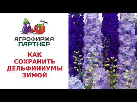 Video: Zimovanje Delphiniuma - Njega Delphiniuma zimi
