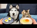 What Will Huskies And Cats Choose? Raw Egg VS Cooked