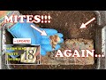 How I Handle Mite Blooms In My Worm Bin! | Vermicompost Worm Farm