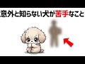 犬がやめてほしい飼い主の行動10選【犬の雑学】