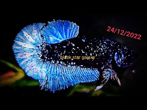 Cá betta black blue galaxy: A new addition to the aquarium world, the Cá betta black blue galaxy is a stunning fish that is sure to capture everyone\'s heart. It has a striking black and blue coloration that resembles a galaxy, making it a visual delight. This fish is relatively easy to care for, making it an excellent choice for beginners and experienced fishkeepers alike. Watch the image related to this keyword to witness the sheer beauty of this fish.