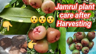 Jamrul Plant Care After Harvesting Fertilzers For Jamrul Plant Growing In A Pot Water Apple