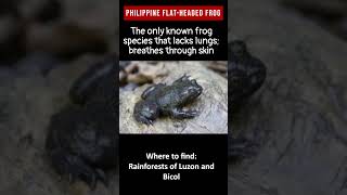 Philippine Flat Headed Frogendangered & Unique Wildlife