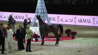 Memories of Paris - World Arabian Horse Championships 2022 - Part 7 -  Yearling Male - Group A