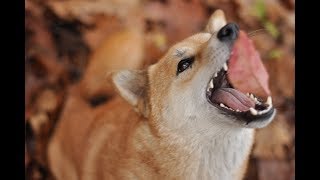 Inari - the tricks shiba inu ! by Dogs Of Anarchy 1,163 views 4 years ago 2 minutes, 58 seconds