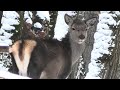 Олени в лесу зимой || Red deer in the forest in winter