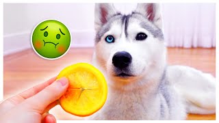 HUSKY Tries Lemon and Finds it So Gross She Pretends to Pass Out!