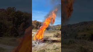 Cedar tree explodes on fire.