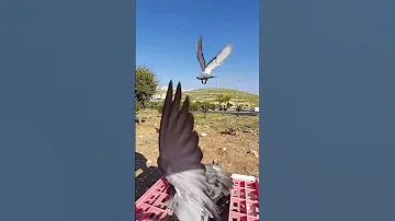 تدريب افراخ زواجل سباق 