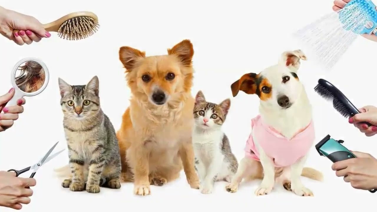 Can You Claim Pets On Taxes?