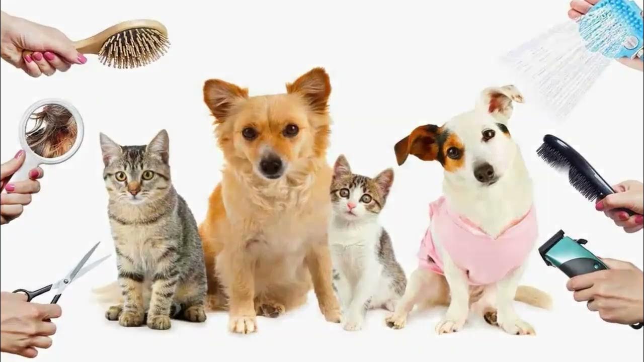 Can you claim pets on taxes? YouTube
