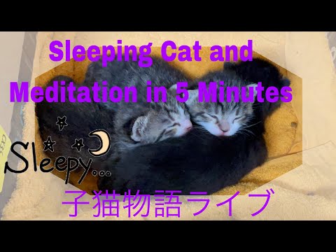 『瞑想』子猫物語　猫と眠り1 Sleeping Cat and Meditation in 5 Minutes