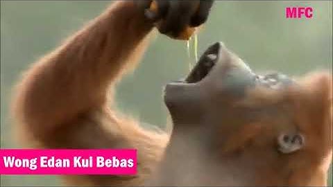 Wong  edan kui bebas.. VIDEO LUCu!!!!!
