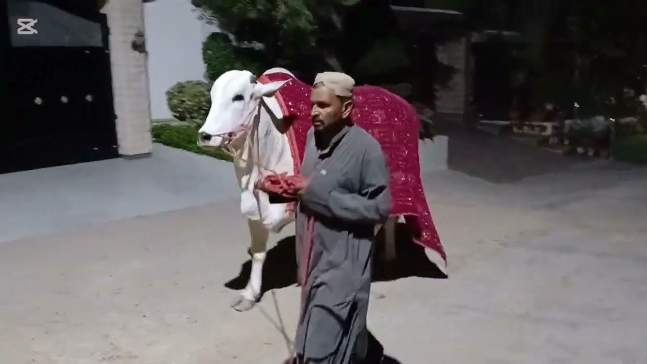 Heavy Sibbi Bull, Sahiwal Bull Loading and Unloading 