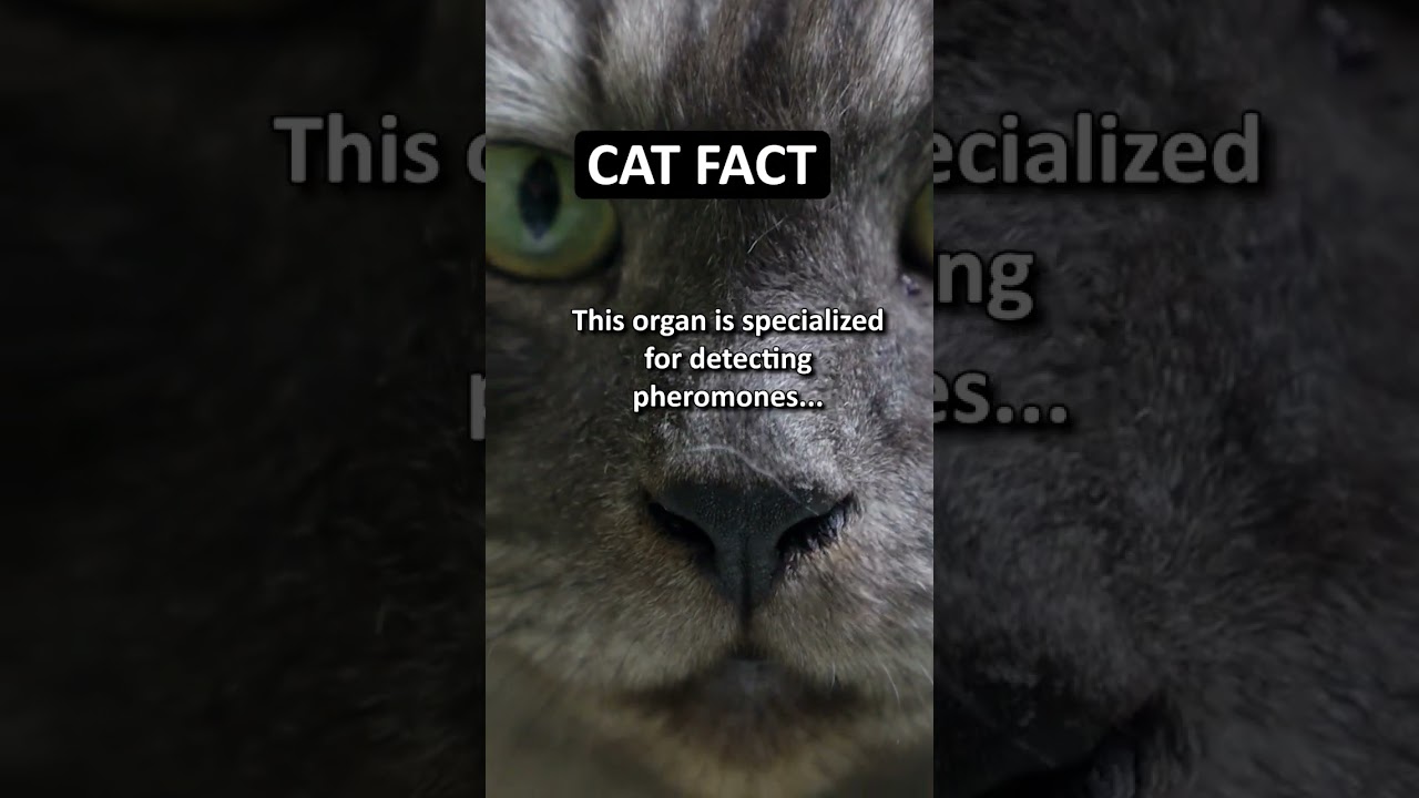 I want to boop that nose! 