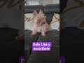 Leia te quiere😍😍 #perritos #cachorrosdivertidos #viral #pets #yorkie