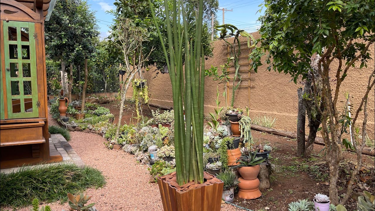 Conheça está planta perfeita para ambiente interno + cultivo completo - Lança-de-são-jorge
