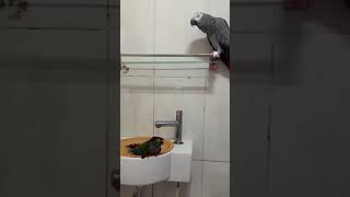 ⬇ Please  Little Girl Parrot Kiwi Enjoys Her Shower  #africangrey #conure #cuteparrot #birds