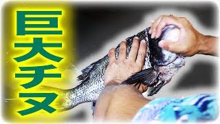 【石川県で釣り対決 #4】巨大チヌでヨダレが出る夕飯を作ってみた