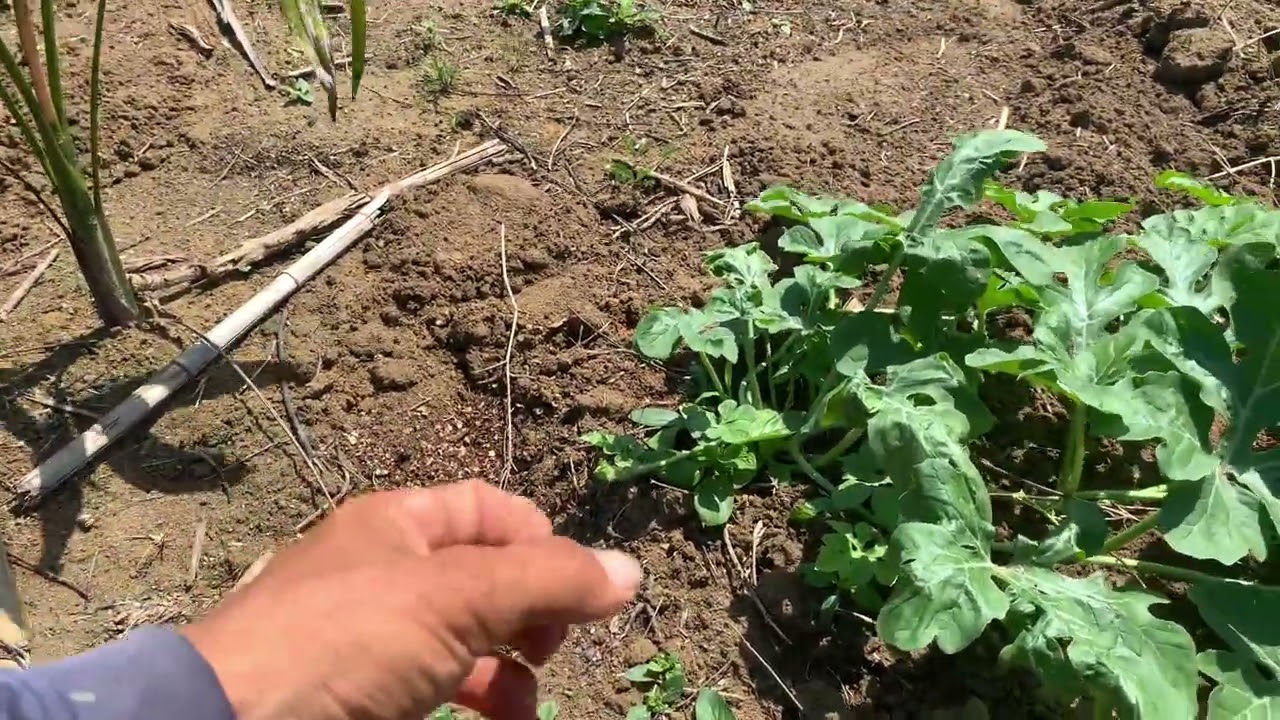 Como adubar melancia do jeito certo do início ao final identificando cada adubo em cada fase!!!￼