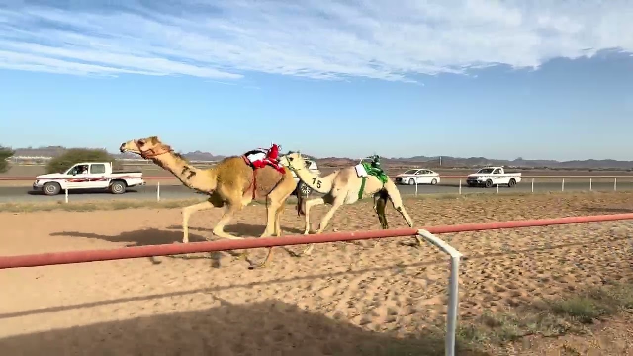 سباق الميادين 6 شوط 5 بكار حقايق  3ك غ   لـ زيد بن باز الشريف 