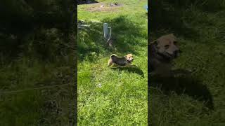 Sürüden Ayrılanı Kurt Kapar Bilgim 🐶 Resimi
