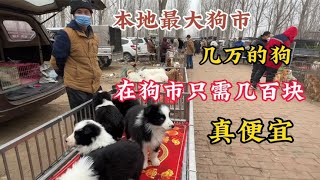 曾经几万的名犬在狗市只需要几百块便宜到超出你的想象