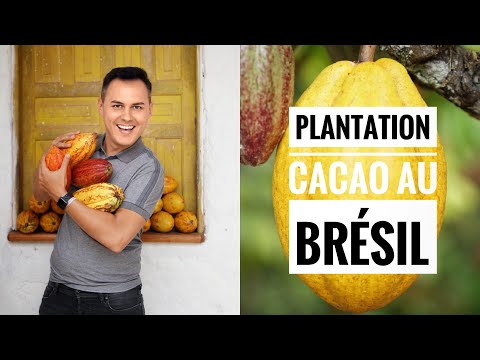 Vidéo: Combien Coûte Une Tasse De Cacao ?