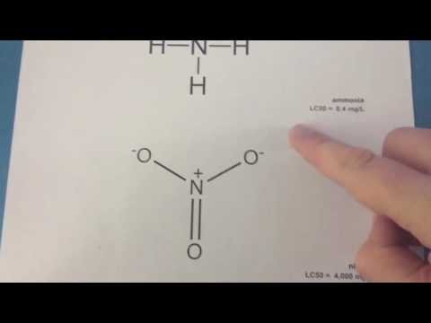 Aquarium Life Support Chemistry: nitrosomonas oxidize or plants eat ammonia