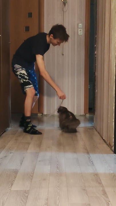 Маша резвится 🐈😺 - YouTube