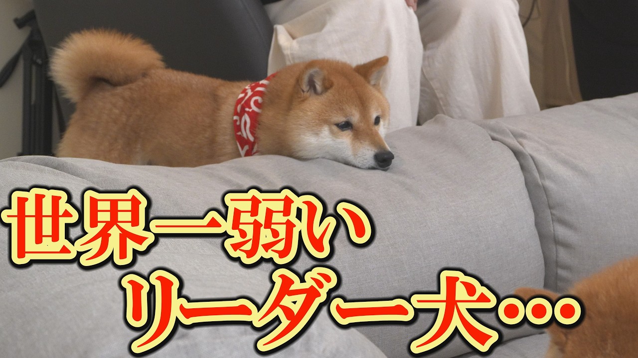 ☆受付☆柴犬 No.B A leader dog who is usually strong and reliable, but becomes a