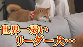 A leader dog who is usually strong and reliable, but becomes a