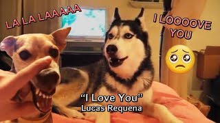 'I Love You' | Lucas Requena  ¡PERROS CANTANDO! Feat. LA LA LA Dog