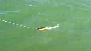 Regular Super D Swimbait from http://www.tacklebooty.com screenshot 2